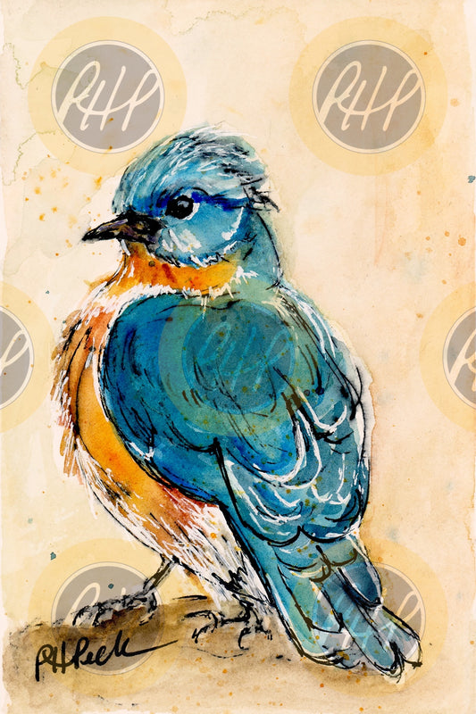 Bluebird Portrait - 10 Pack Notecards