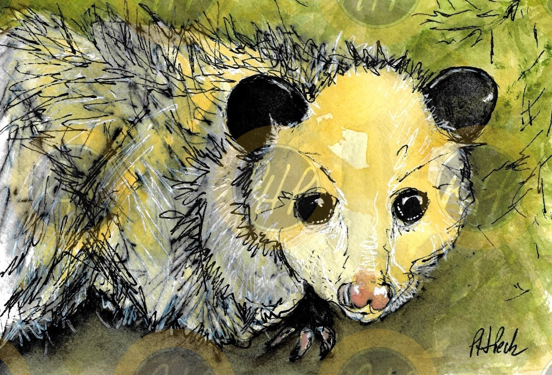 Opossum Pal - 10 Pack Notecards